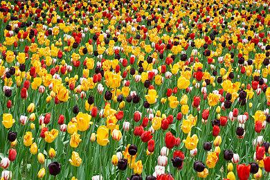 任天堂出招严打游戏信息泄露 确保玩家体验最佳